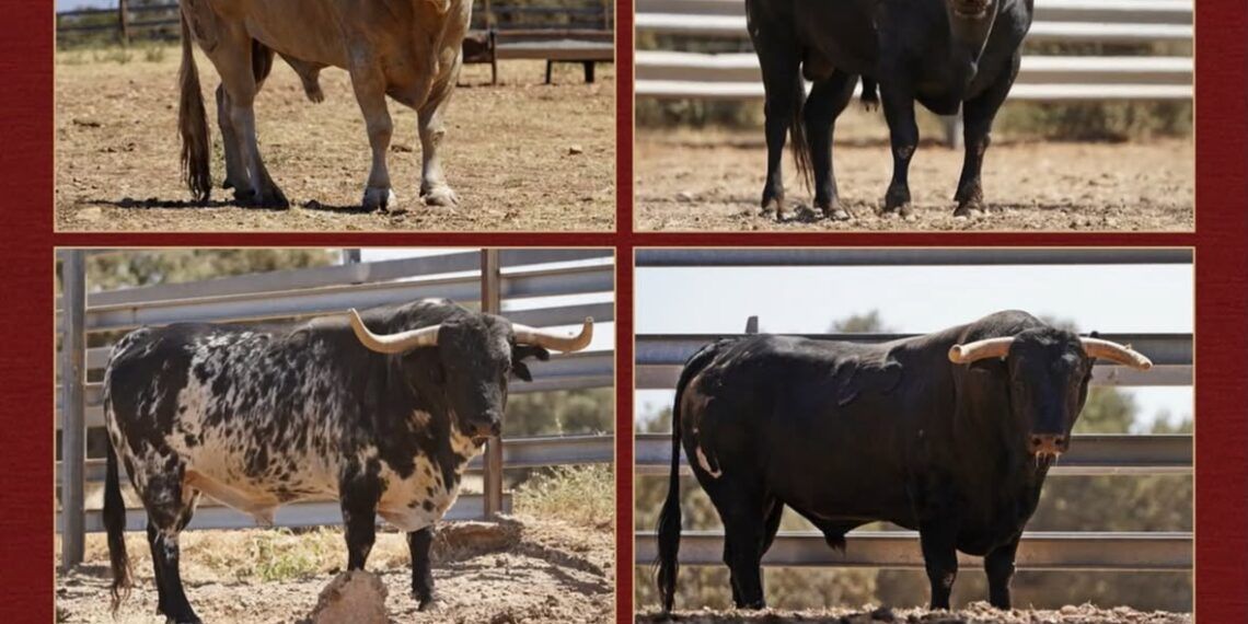 Museros celebrará mañana un encierro con seis toros cerriles de la ganadería de Guadalmena