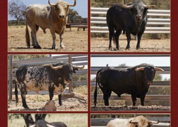 Museros celebrará mañana un encierro con seis toros cerriles de la ganadería de Guadalmena