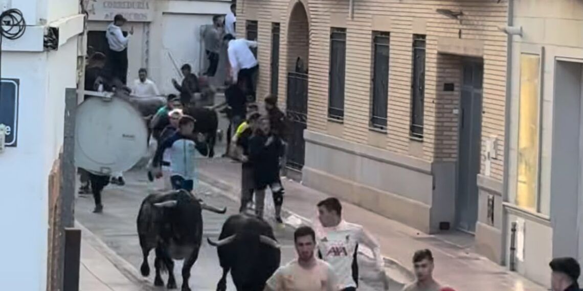 VÍDEO | Así ha sido el emocionante encierro con seis toros cerriles de Guadalmena en Museros