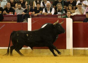 En imágenes, los toros de Vega Teixeira y Fermín Bohórquez para el concurso goyesco de recortadores en la plaza de toros de Zaragoza