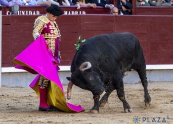 VÍDEO | En resumen, la encerrona de Álvaro Serrano en Las Ventas: grave cornada para el novillero