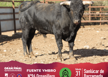 GALERÍA | Así son los novillos de Fuente Ymbro para la gran final de la Liga Nacional de Novilladas en Sanlúcar de Barrameda