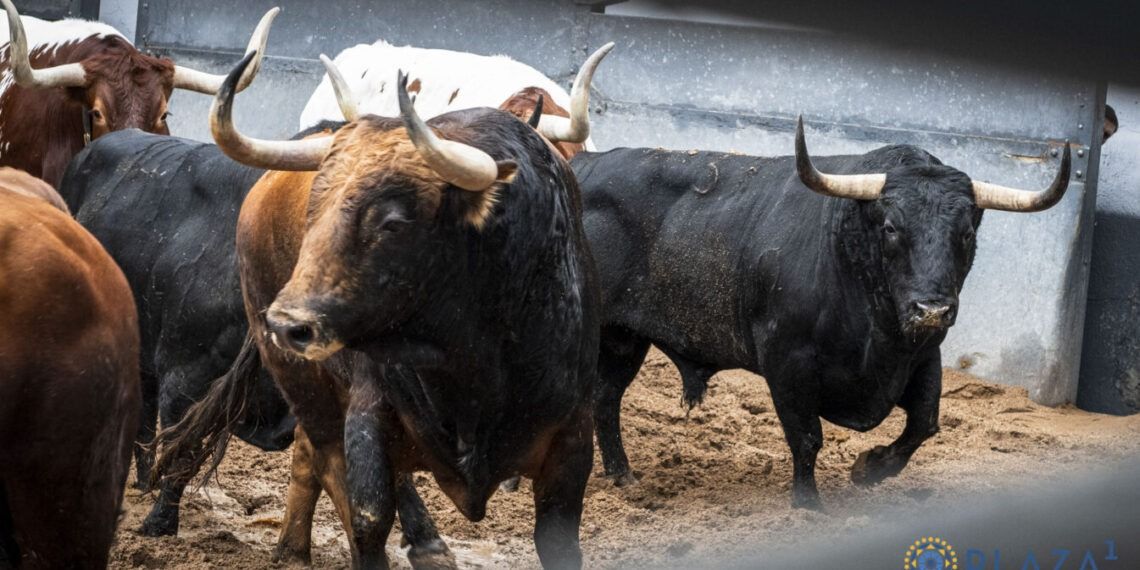 VÍDEO | Así es la corrida de Victoriano del Río para el tercer festejo de la Feria de Otoño 2026 en Las Ventas