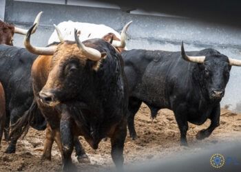 VÍDEO | Así es la corrida de Victoriano del Río para el tercer festejo de la Feria de Otoño 2026 en Las Ventas
