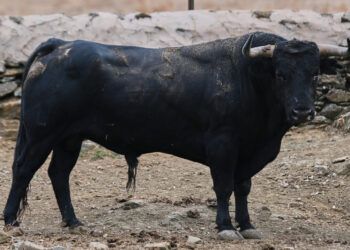 GALERÍA | En imágenes, los toros de El Parralejo para el cierre de la Feria de San Lucas en Jaén